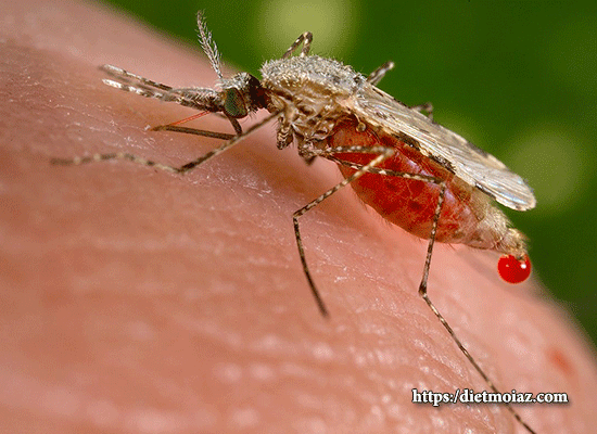 Hình ảnh muỗi Anophen đang hút máu người