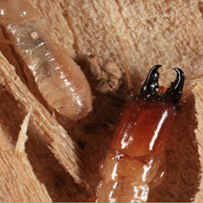 diet moi tai phu cat binh dinh