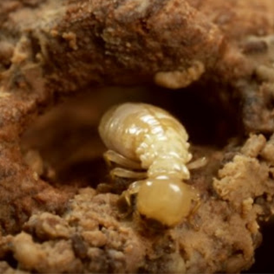 diet moi tai phu my binh dinh