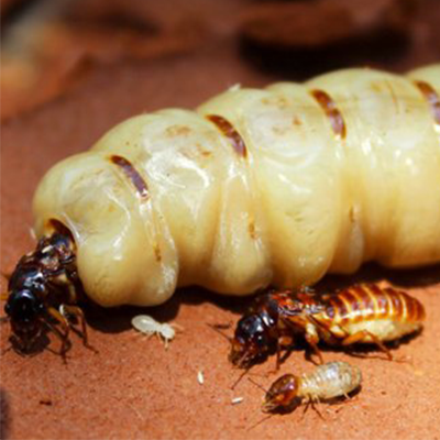 diet moi tai van canh binh dinh